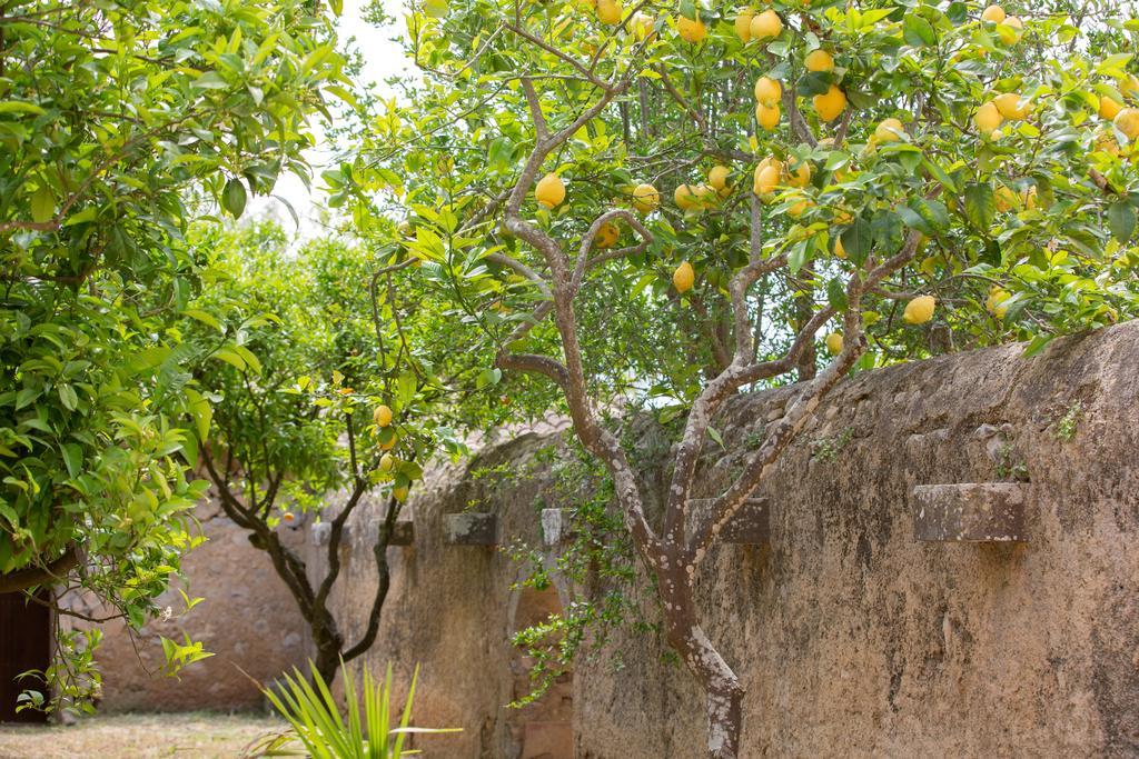 Agroturismo Es Pla De Llodra Манакор Экстерьер фото
